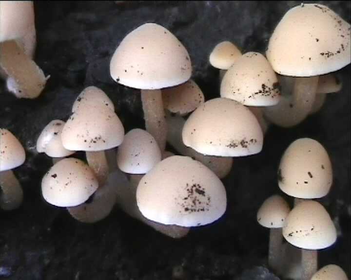 Psathyrella cernua   ( Vahl.:Fr. )  Hirsch